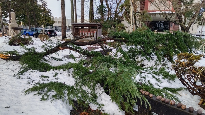 12月19日からの寒波で樹木が倒壊、枝折れしました。_d0081723_16305151.jpg