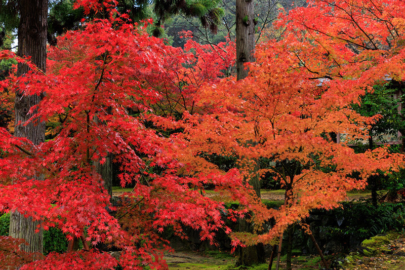 2022紅葉煌めく京都　酬恩庵・一休寺の秋（参道編）_f0155048_20572961.jpg