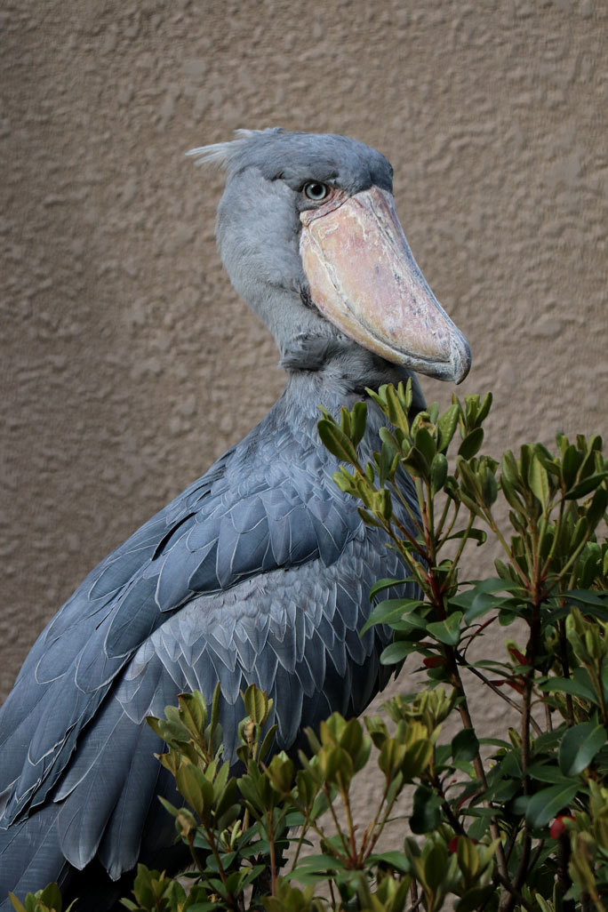 帰らないハシビロコウ「しずか」（千葉市動物公園 April 2021）_b0355317_21502182.jpg