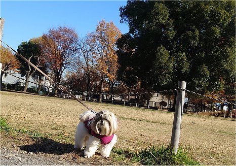 12/8～12/14　のクラちゃん_c0045628_21552012.jpg