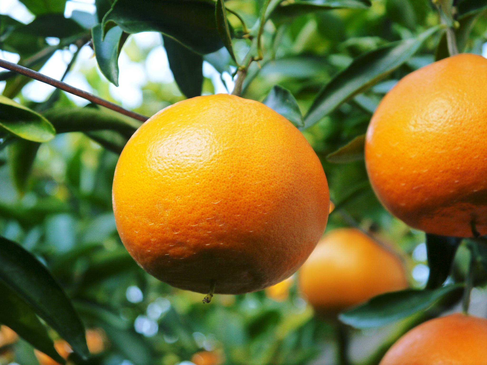 令和4年度の究極の柑橘『せとか』は今年も順調に色づきました！ただし収穫及び出荷は令和5年2月中旬より！_a0254656_17191069.jpg