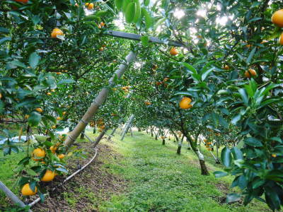 令和4年度の究極の柑橘『せとか』は今年も順調に色づきました！ただし収穫及び出荷は令和5年2月中旬より！_a0254656_17263813.jpg