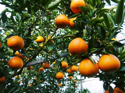 令和4年度の究極の柑橘『せとか』は今年も順調に色づきました！ただし収穫及び出荷は令和5年2月中旬より！_a0254656_17462881.jpg