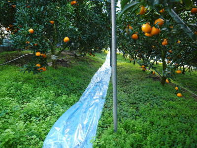 令和4年度の究極の柑橘『せとか』は今年も順調に色づきました！ただし収穫及び出荷は令和5年2月中旬より！_a0254656_17492996.jpg