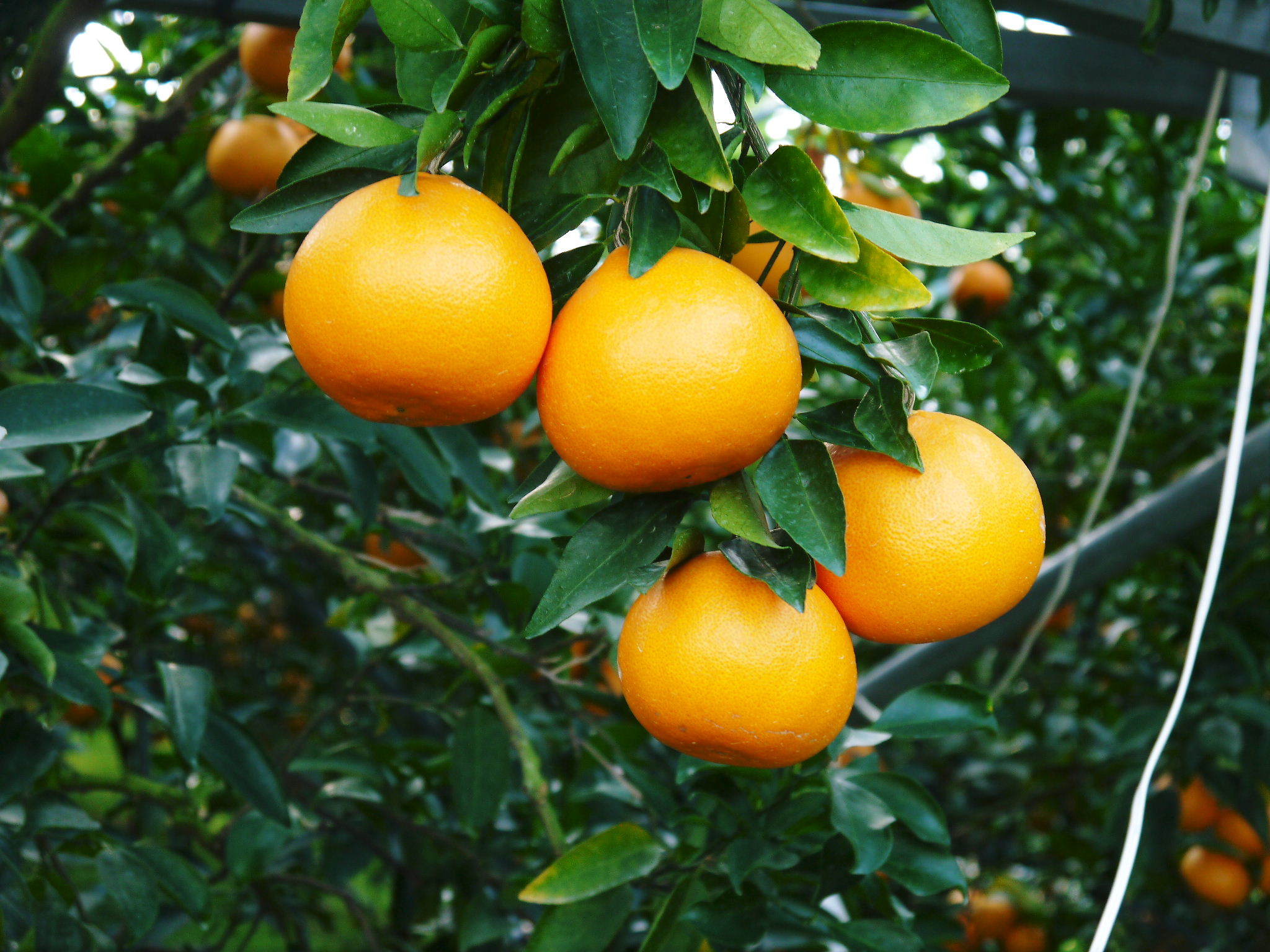 令和4年度の究極の柑橘『せとか』は今年も順調に色づきました！ただし収穫及び出荷は令和5年2月中旬より！_a0254656_17584332.jpg