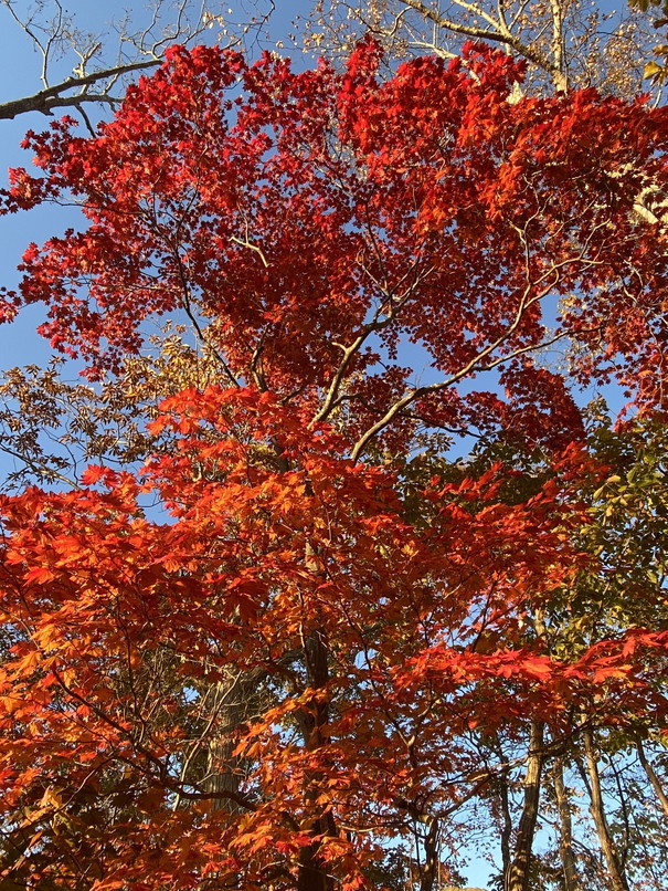 2022年10月『紅葉、そして初雪』  October 2022 \"Autumn Color Leaves and First Snow\"_c0219616_16043749.jpg