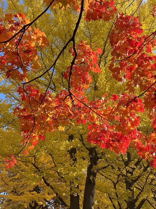 2022年10月-11月 『街の紅葉、そして街の初雪、札幌、北海道大学』　October 2022 \"Autumn Colors to the Snow in Sapporo\"_c0219616_16302577.jpg