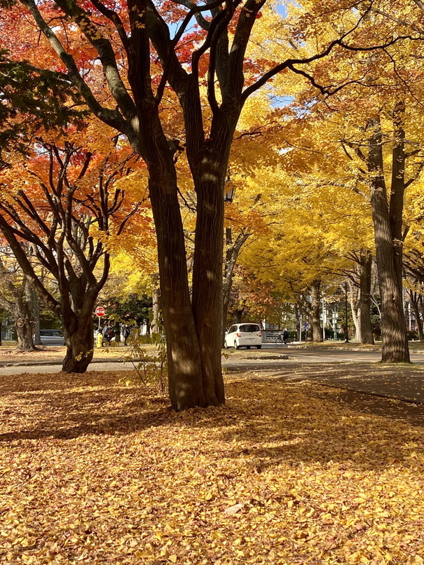 2022年10月-11月 『街の紅葉、そして街の初雪、札幌、北海道大学』　October 2022 \"Autumn Colors to the Snow in Sapporo\"_c0219616_16332237.jpg
