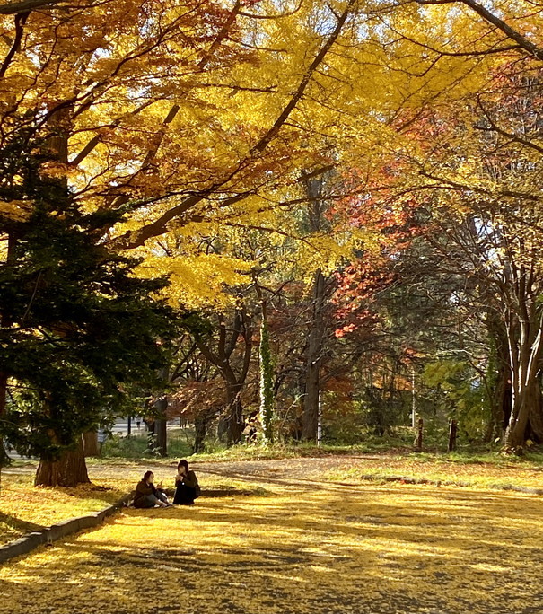 2022年10月-11月 『街の紅葉、そして街の初雪、札幌、北海道大学』　October 2022 \"Autumn Colors to the Snow in Sapporo\"_c0219616_16332278.jpg