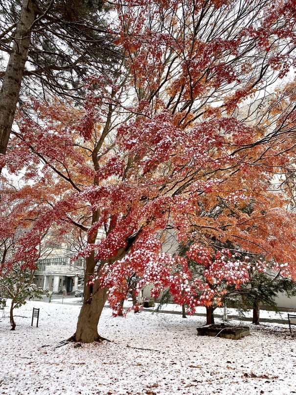 2022年10月-11月 『街の紅葉、そして街の初雪、札幌、北海道大学』　October 2022 \"Autumn Colors to the Snow in Sapporo\"_c0219616_16381761.jpg