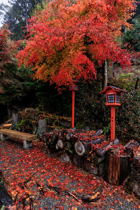 2022紅葉煌めく京都　桑田神社の散り紅葉_f0155048_16514313.jpg