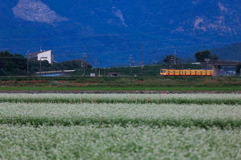 秋の花の中を征く三岐鉄道_f0155048_22024218.jpg