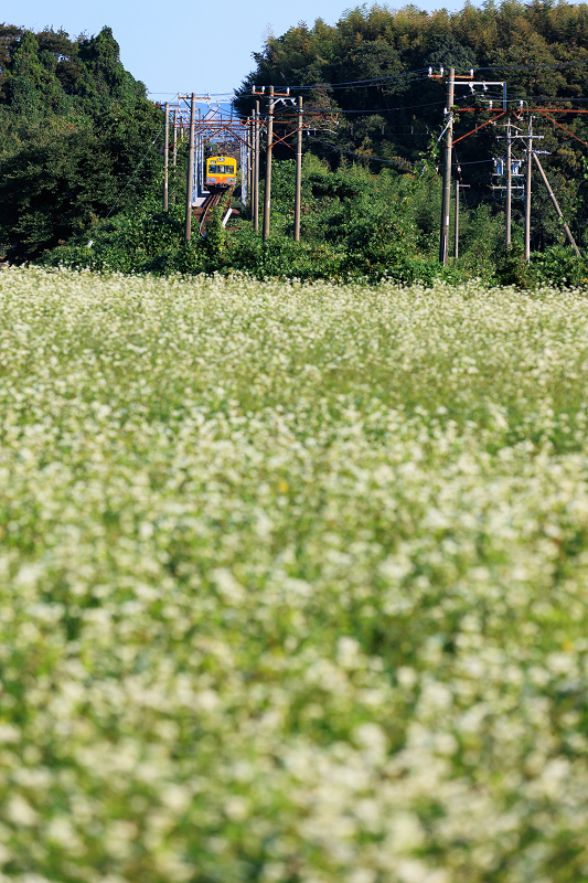 秋の花の中を征く三岐鉄道_f0155048_22045868.jpg