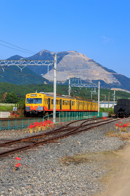 秋の花の中を征く三岐鉄道_f0155048_22052079.jpg