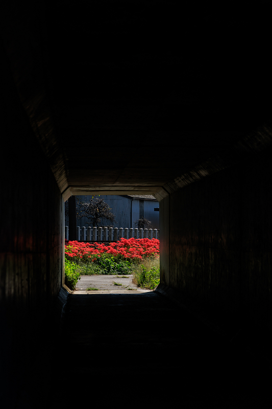 秋の花の中を征く三岐鉄道_f0155048_22083887.jpg