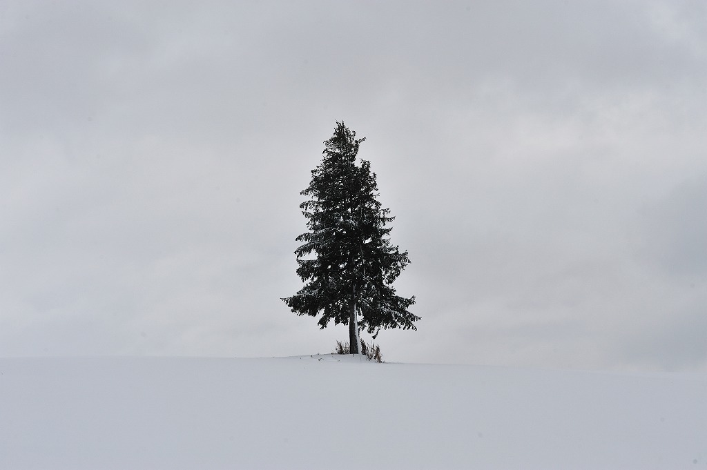 2022/12/24　クリスマスツリーの木など_e0071567_12030029.jpg