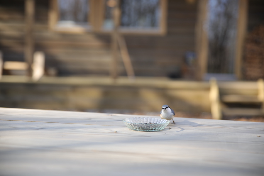 野鳥たちのお出迎え_e0029115_17125962.jpg