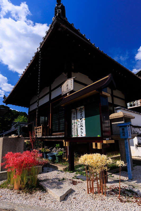 紫苑と彼岸花咲く極楽寺_f0155048_21193588.jpg