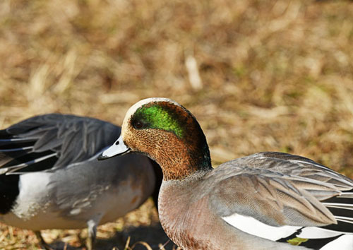 水元公園＝ハイタカ、ヨシガモ_d0346977_16351662.jpg