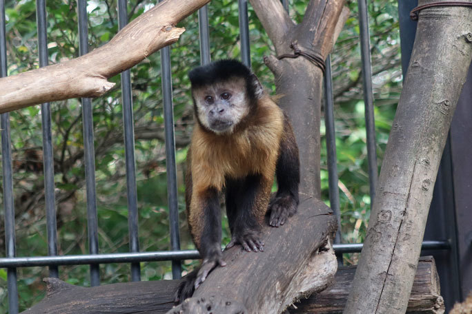 フサオマキザル「カンペイ＆オカムー」（大宮公園小動物園 May 2021）_b0355317_20523837.jpg