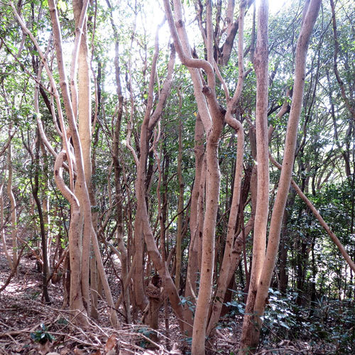 2023年・初詣「牛窓神社」_d0130640_07182969.jpg