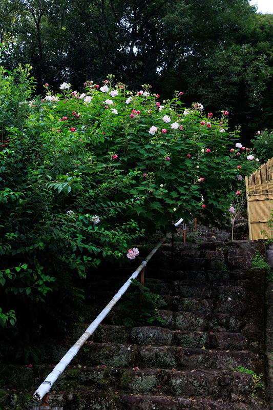 酔芙蓉咲くお寺（大乗寺）_f0155048_20144237.jpg