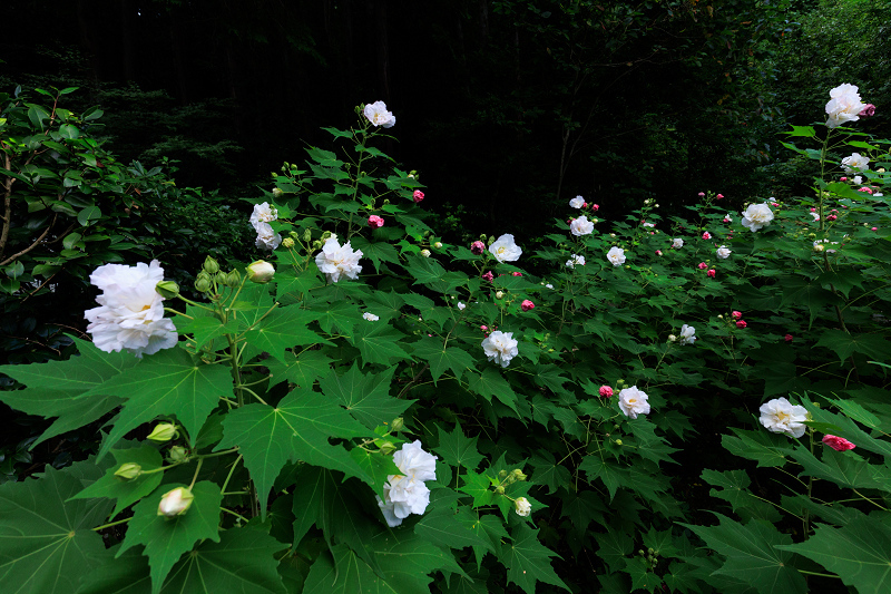 酔芙蓉咲くお寺（大乗寺）_f0155048_20154662.jpg