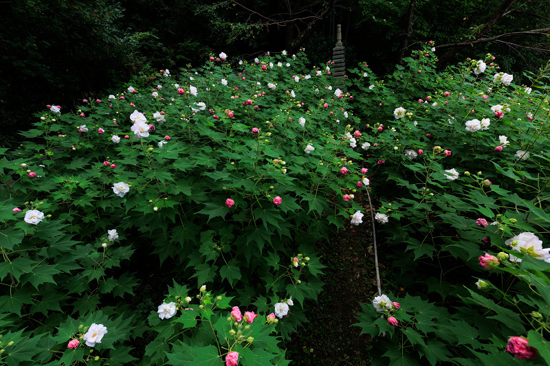 酔芙蓉咲くお寺（大乗寺）_f0155048_20160568.jpg