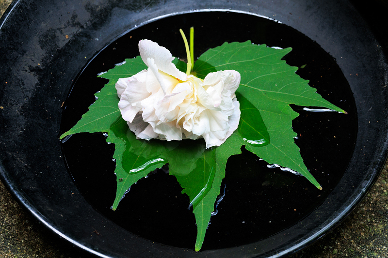 酔芙蓉咲くお寺（大乗寺）_f0155048_20170897.jpg