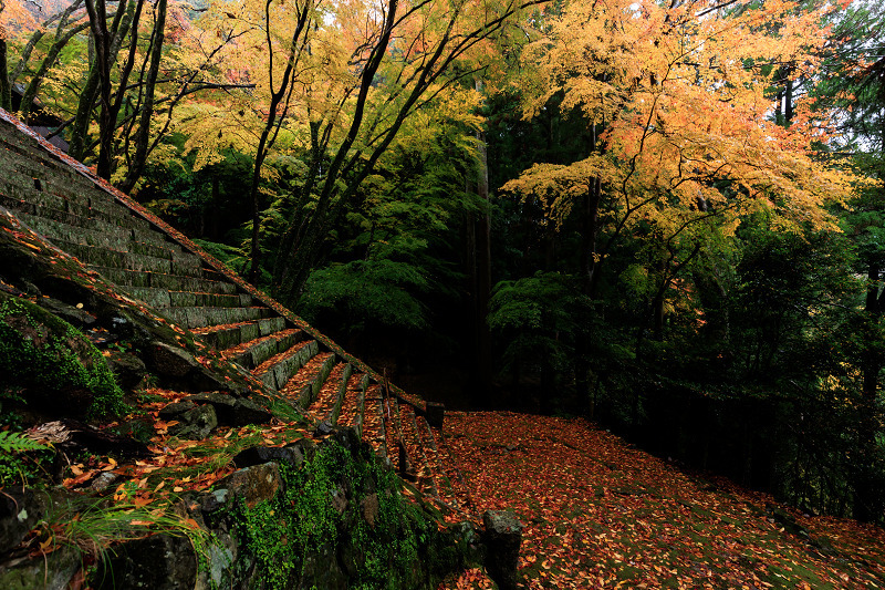 2022紅葉煌めく京都　山寺彩る雨紅葉（法常寺）_f0155048_23370352.jpg