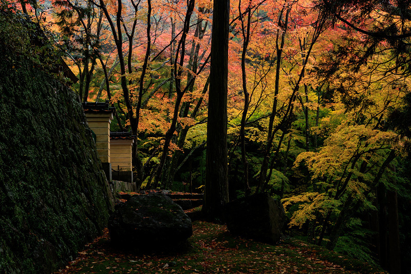 2022紅葉煌めく京都　山寺彩る雨紅葉（法常寺）_f0155048_23371475.jpg