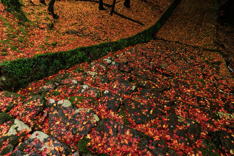 2022紅葉煌めく京都　山寺彩る雨紅葉（法常寺）_f0155048_23374996.jpg