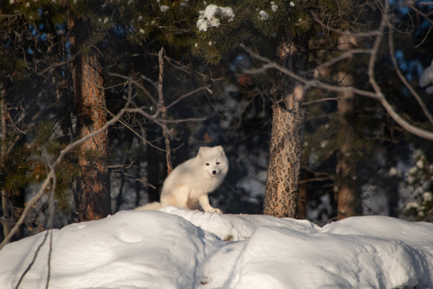 極北の動物との出会いとホワイトホース探訪_d0112928_03025427.jpg