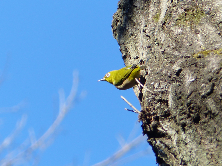 1月5日　舞岡公園へ鳥撮り_f0296312_21221780.jpg