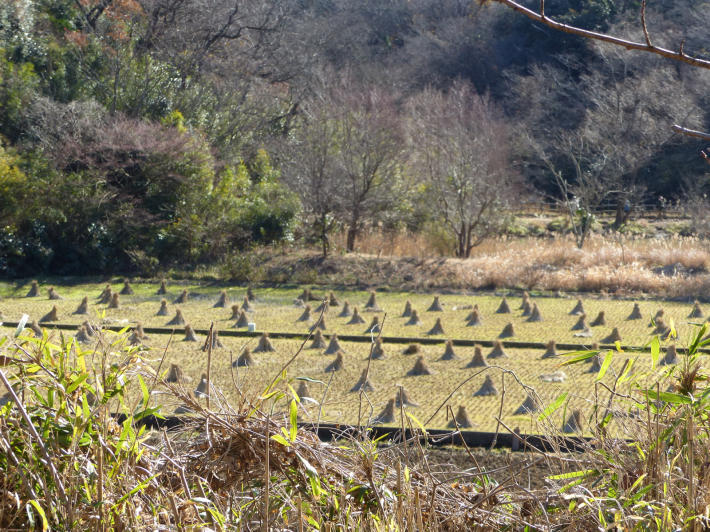 1月5日　舞岡公園へ鳥撮り_f0296312_21332554.jpg