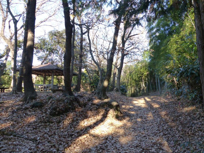 1月5日　舞岡公園へ鳥撮り_f0296312_21343107.jpg