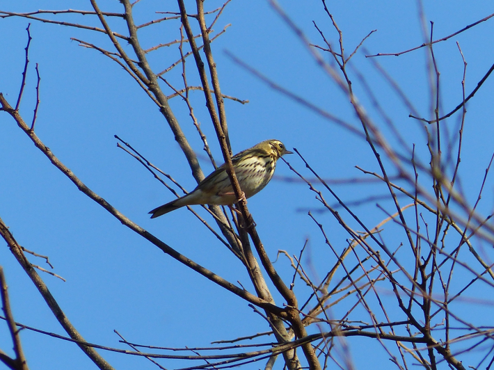 1月5日　舞岡公園へ鳥撮り_f0296312_21371088.jpg