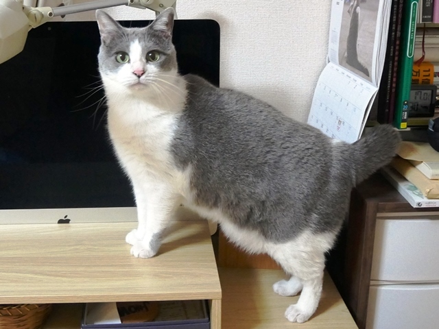猫のお留守番 赤福くん編。_a0143140_00521349.jpg