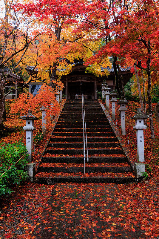 2022紅葉煌めく京都　敷紅葉の西光寺_f0155048_20152511.jpg