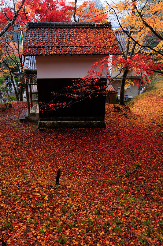 2022紅葉煌めく京都　敷紅葉の西光寺_f0155048_20154571.jpg