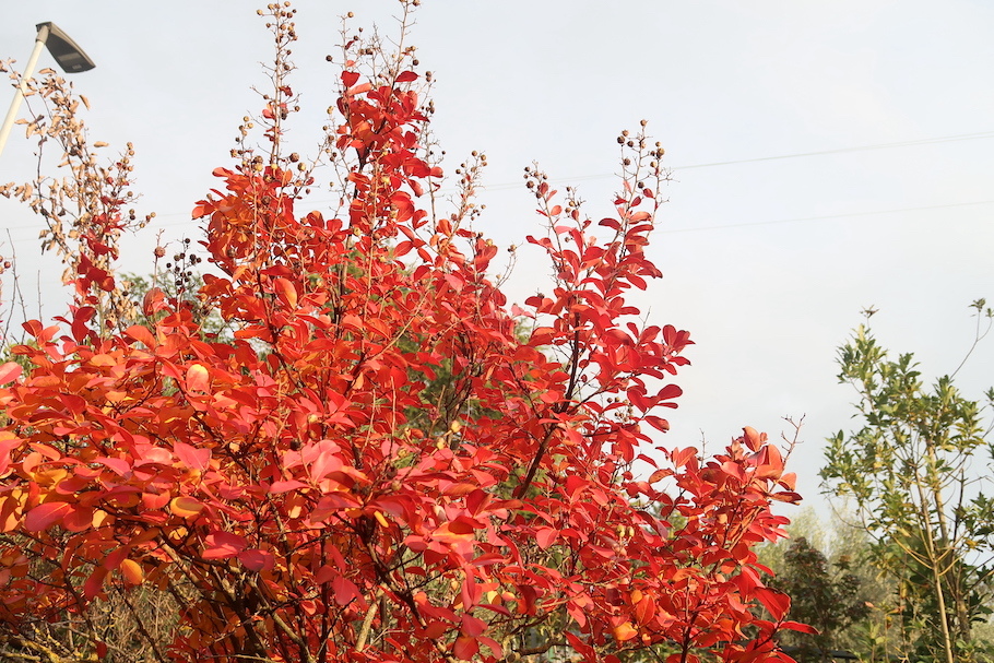 百日紅の燃える紅葉と葉を散らす冷たい雨、書きかけの記事・掲載しなかった写真と散らかるデスクトップ_f0234936_23461878.jpg