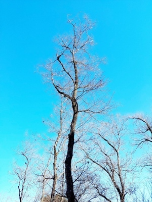冬の明神山の木々について学びました_b0194861_16412478.jpg