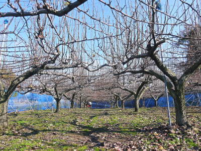 熊本梨　本藤果樹園　令和5年度も美味しい梨を育てるための匠の冬の剪定作業！_a0254656_16573990.jpg