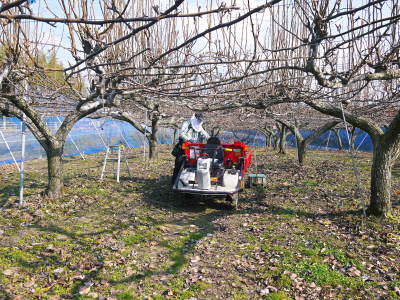 熊本梨　本藤果樹園　令和5年度も美味しい梨を育てるための匠の冬の剪定作業！_a0254656_17190438.jpg