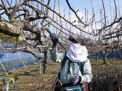 熊本梨　本藤果樹園　令和5年度も美味しい梨を育てるための匠の冬の剪定作業！_a0254656_17361645.jpg
