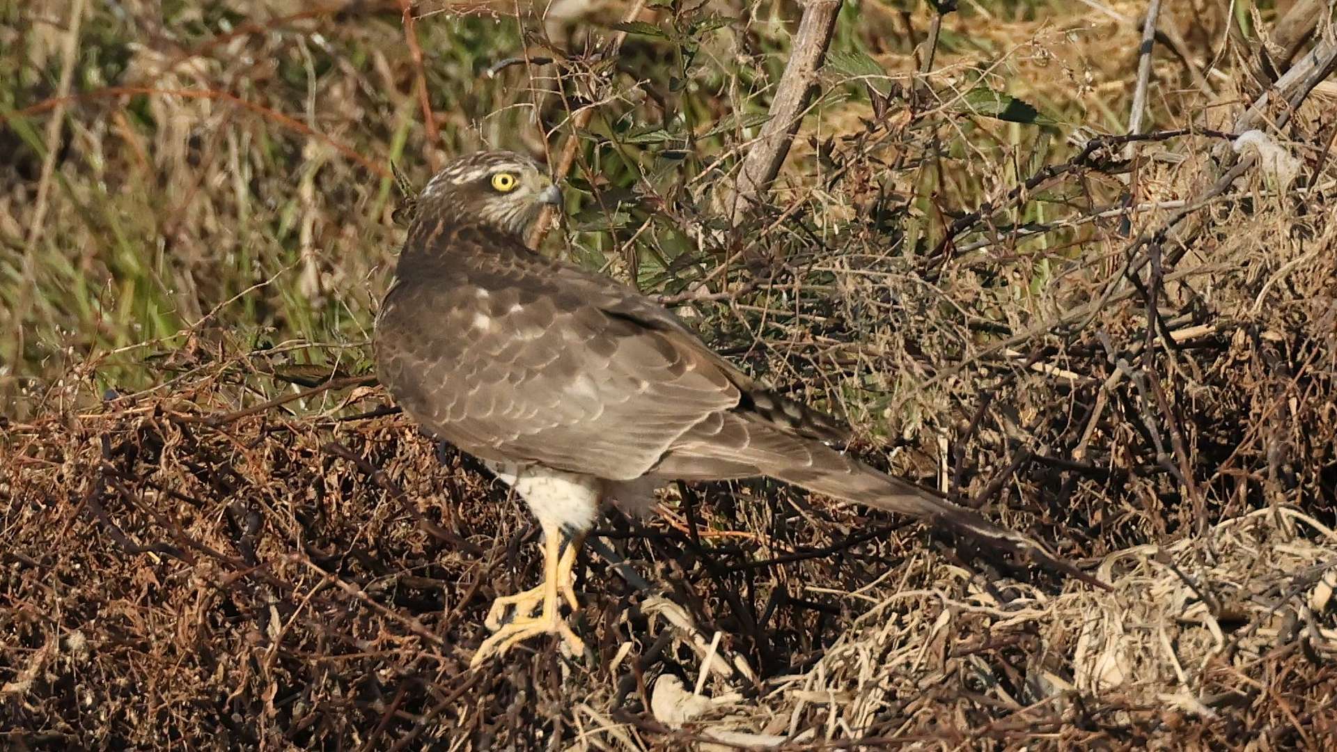ハイタカ見返り　An Eurasian sparrowhawk looking back_f0105570_16225186.jpg