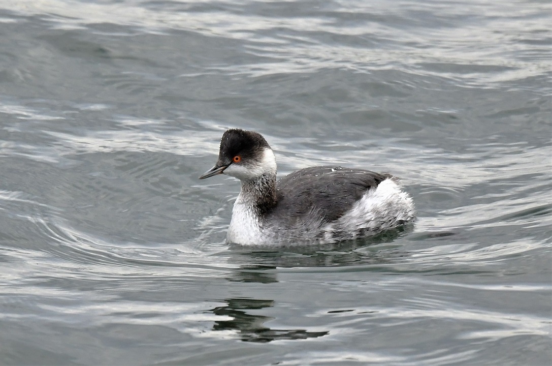 Black-necked Grebe / ハジロカイツブリ_f0350530_19322902.jpg