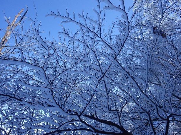 霧氷が見れるかも～で英彦山へ。_e0164643_15194513.jpg