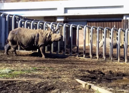 多摩動物公園のインドサイ 2022.12.20_e0266067_11454051.jpg