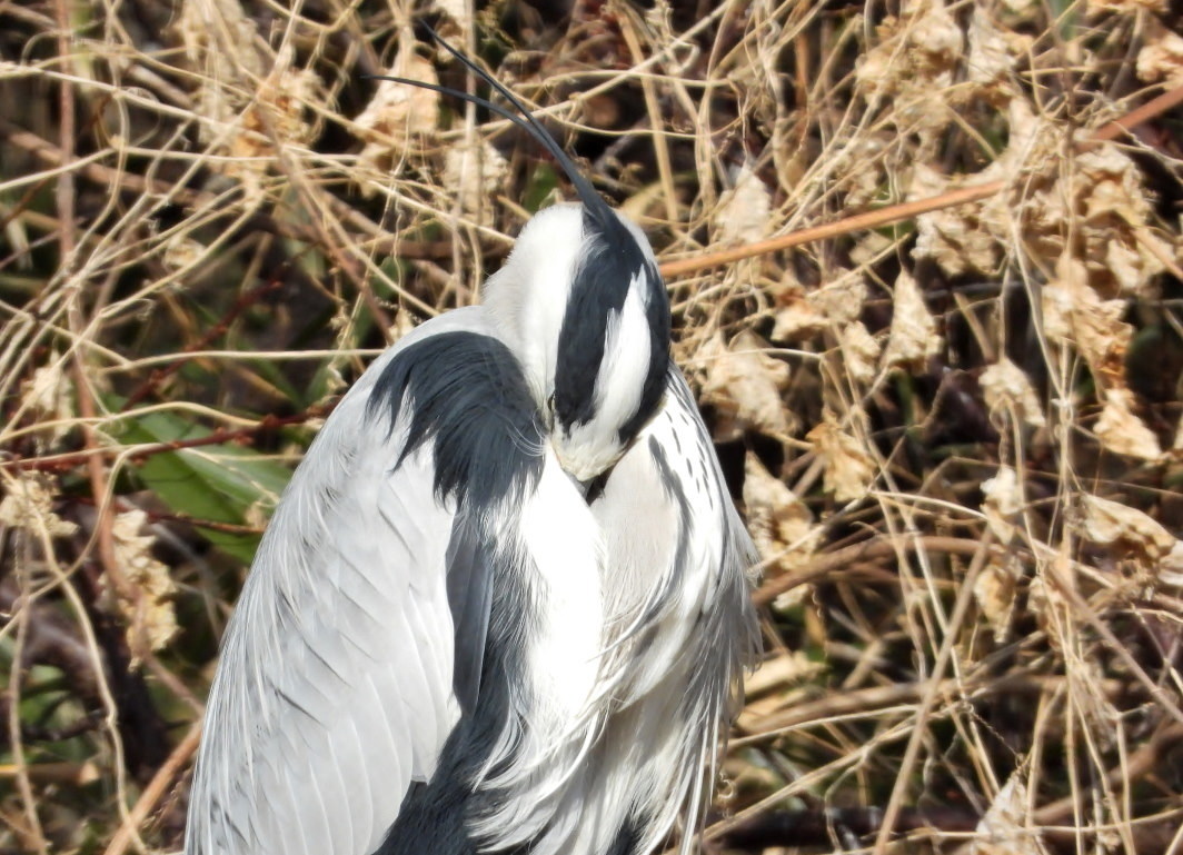 近場で鳥撮り_c0305565_16483783.jpg